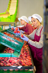 Three women in uniform sorting peaches in sorting room