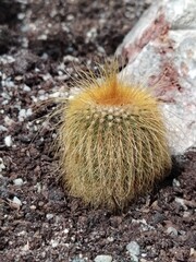 Cactus with long hair-like spines, bright yellow, desert, close-up