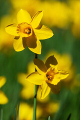 campo di narcisi, dettagli