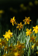 campo di narcisi, dettagli