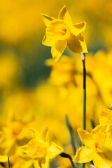 campo di narcisi, dettaglio