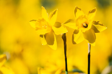 campo di narcisi, dettagli