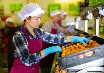 Woman worker packaging peaches at the sorting room