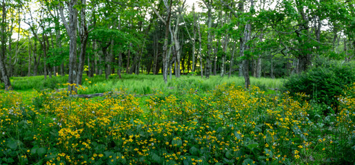 Obraz premium Golden Ragwort Flowers Bloom Yellow In Early Summer