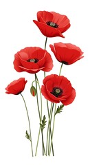 Vibrant Red Poppies: A Botanical Illustration