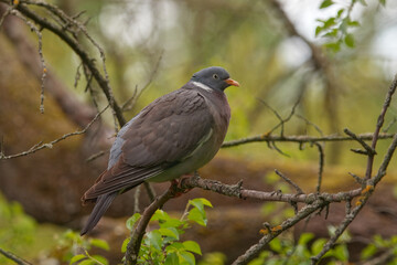 Common wood pigeon, Columba palumbus balances elegantly on a tree branch surrounded by vibrant green foliage, set against a softly blurred background. Ideal for nature or ornithology-themed visuals.
