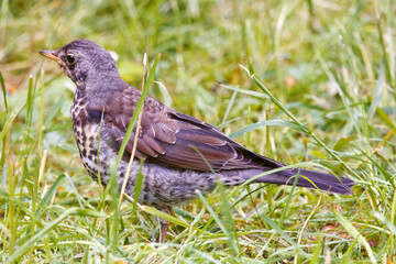 Fieldfare or Turdus Pilaris perches on green grass, surrounded by sunlight and natural outdoors, capturing wildlife in its habitat. The scene evokes a sense of nature, freedom, and tranquility.