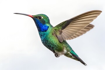 Fototapeta premium Vibrant green and blue hummingbird in flight against white background