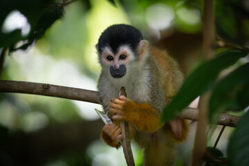 squirrel monkey eating a fruit