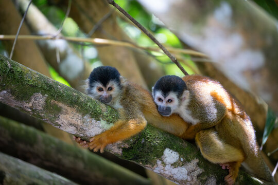 two squirrel monkeys having sex