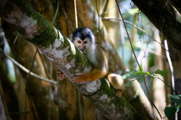 squirrel monkey hugging a tree