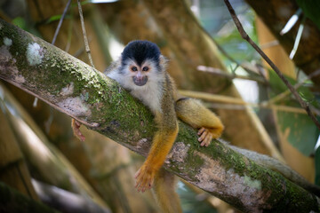 squirrel monkey on a tree