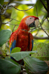 red and yellow macaw