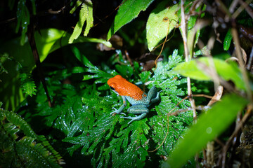 colorful dart poison frog