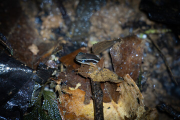 dart poison frog at night