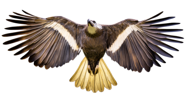 Golden Eagle Wings Spread, Majestic Flight, Isolated Shape, cut out transparent