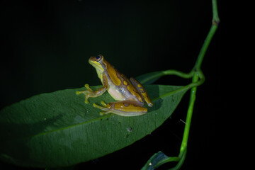 frog on leaf