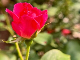  Close-up of a vibrant fuchsia rose bud, with green stem and blurred background.