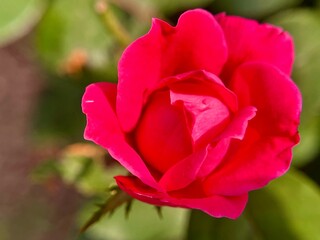 Vibrant fuchsia rose in full bloom, close-up with soft green background.
