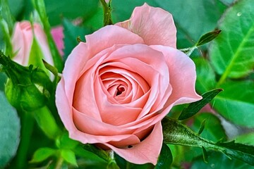 Beautiful pink rose in bloom with green foliage background.