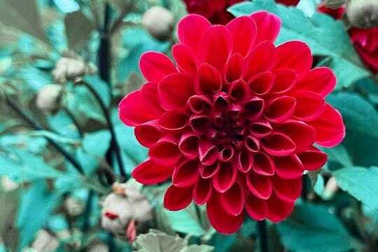 Vibrant red dahlia flower in full bloom with green foliage.