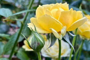 Vibrant yellow rose in full bloom beside a green rosebud.