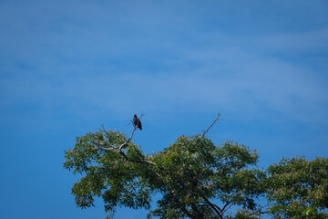 bird on a branch