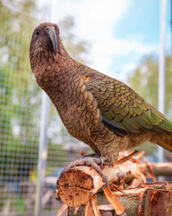 Close-up of Kea parrot looking camera, sitting resting on wooden perch in aviary with garden...
