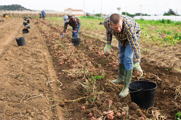 European man farmer harvesting ripe potatoes on field.