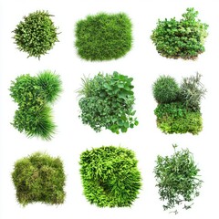 Nine diverse green plant clusters on white