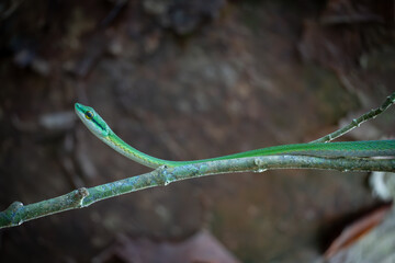 close up of a green snake