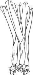 Bunch of fresh leeks with visible stalks and roots. Simple outline vector illustration for food and vegetable themes.