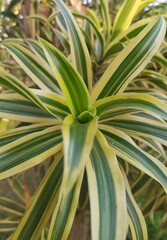 Natural background of the dracaena reflexa