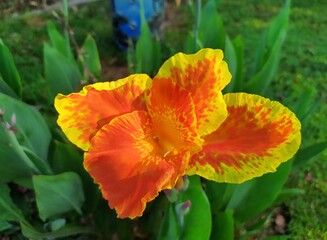 Canna flowers are often used as garden bouquets