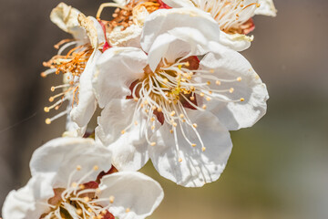 梅の花