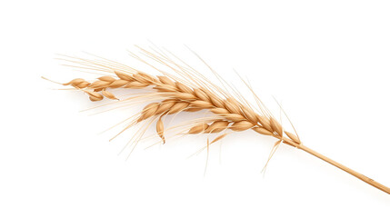Ears of rye isolated on a white