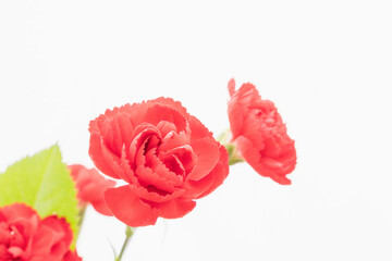 カーネーションの赤い花を白背景で撮影10
