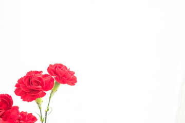カーネーションの赤い花を白背景で撮影05