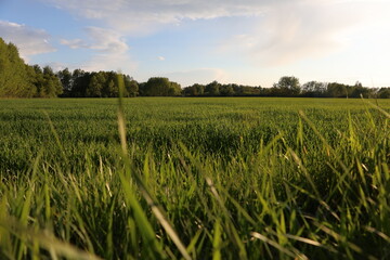 Fototapeta premium A picturesque green field bathed in the warm golden light of the setting sun