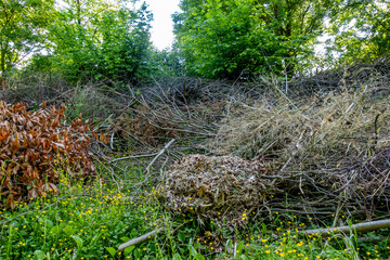 Grünschnitt Halde im Frühjahr