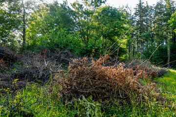 Grünschnitt Halde im Frühjahr