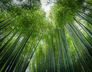 Fototapeta premium lush green bamboo forest seamless pattern