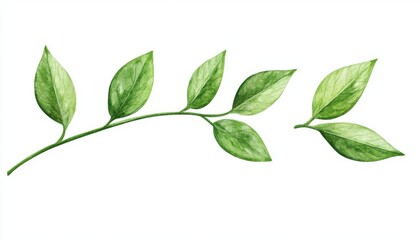 Watercolor Green Leaf Branch on White Background