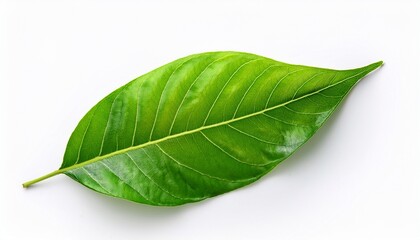 Obraz premium fresh green leaves isolated on white background for nature or eco friendly concepts green leaves isolated