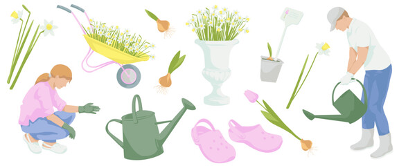 woman in work clothes  squatting to gardening, Man  watering with watering can, daffodils flowers, tulip flower, sprouted bulb of a plant, pair of rubber gardening clogs, watering can,Blooming daffodi