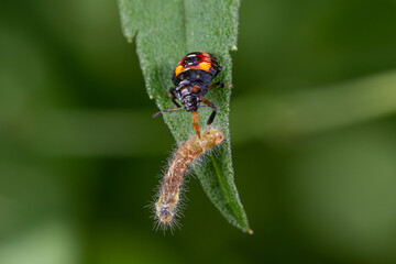 Two-spotted stinkbug nymph eating caterpillar. Insect identification, wildlife conservation, habitat preservation concept.