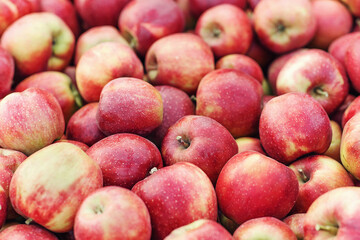 Natural texture, great harvest at seasons. Fresh organic apples harvested from garden, close up for background. A lot of delicious fresh red fruit at farm, warehouse or store, outdoor, copy space