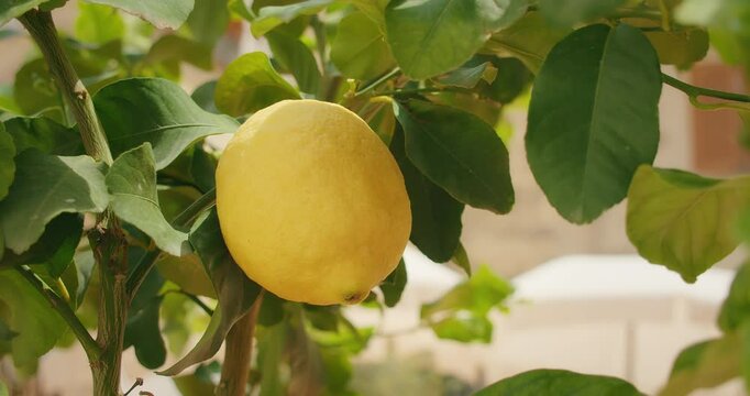 Bright yellow lemon growing among lush green leaves in Italian street