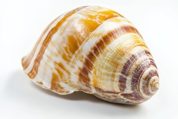 Obraz premium Colorful seashell displaying intricate patterns