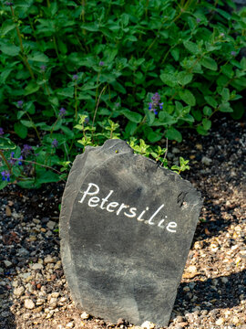 Kr&auml;utergarten mit K&uuml;chenkr&auml;utern